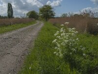 NL, Noord-Brabant, Oisterwijk, Voorste Stroom 49, Saxifraga-Jan van der Straaten