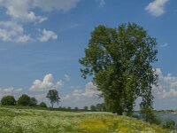NL, Noord-Brabant, Oss, Middelwaard 7, Saxifraga-Jan van der Straaten