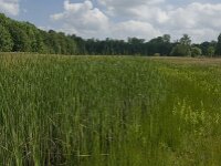 NL, Noord-Brabant, Tilburg, Nieuwe Tiend 9, Saxifraga-Jan van der Straaten