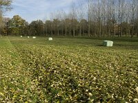 NL, Noord-Brabant, Valkenswaard, Pelterheggen 22, Saxifraga-Jan van der Straaten