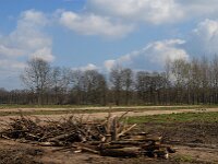 NL, Noord-Brabant, Valkenswaard, Pelterheggen 47, Saxifraga-Jan van der Straaten