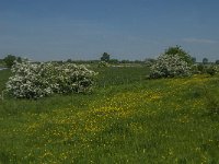 NL, Noord-Brabant, 's-Hertogenbosch, De Koornwaard 76, Saxifraga-Jan van der Straaten