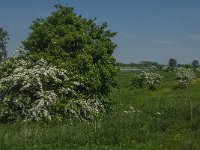 NL, Noord-Brabant, 's-Hertogenbosch, De Koornwaard 77, Saxifraga-Jan van der Straaten