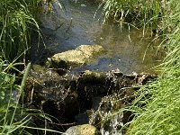 NL, Noord-Brabant, Baarle-Nassau, Baarlebrug, Staakheuvelseloop 7, SaxifragaWillem van Kruijsbergen