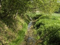 NL, Noord-Brabant, Baarle-Nassau, Baarlebrug, Staakheuvelseloop 9, SaxifragaWillem van Kruijsbergen