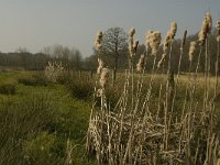 NL, Noord-Brabant, Baarle-Nassau, De Broskens 20, Saxifraga-Marijke Verhagen