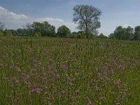 NL, Noord-Brabant, Baarle-Nassau, De Broskens 31, Saxifraga-Jan van der Straaten