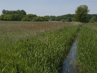 NL, Noord-Brabant, Baarle-Nassau, De Broskens 39, Saxifraga-Jan van der Straaten