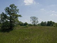 NL, Noord-Brabant, Baarle-Nassau, De Broskens 44, Saxifraga-Jan van der Straaten