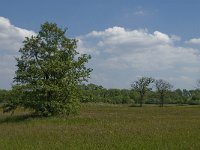 NL, Noord-Brabant, Baarle-Nassau, De Broskens 46, Saxifraga-Jan van der Straaten