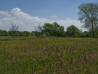 NL, Noord-Brabant, Baarle-Nassau, De Broskens 50, Saxifraga-Jan van der Straaten