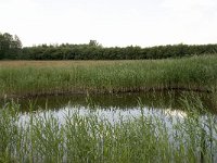 NL, Noord-Brabant, Baarle-Nassau, De Manke Goren 100, Saxifraga-Willem van Kruijsbergen