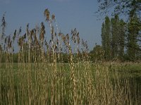 NL, Noord-Brabant, Baarle-Nassau, De Manke Goren 109, Saxifraga-Willem van Kruijsbergen