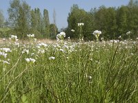 NL, Noord-Brabant, Baarle-Nassau, De Manke Goren 133, Saxifraga-Willem van Kruijsbergen