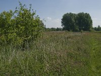 NL, Noord-Brabant, Baarle-Nassau, De Manke Goren 152, Saxifraga-Jan van der Straaten