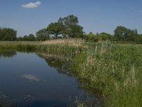 NL, Noord-Brabant, Baarle-Nassau, De Manke Goren 153, Saxifraga-Jan van der Straaten