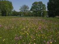 NL, Noord-Brabant, Baarle-Nassau, De Manke Goren 158, Saxifraga-Jan van der Straaten