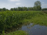 NL, Noord-Brabant, Baarle-Nassau, De Manke Goren 161, Saxifraga-Jan van der Straaten