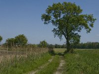 NL, Noord-Brabant, Baarle-Nassau, De Manke Goren 168, Saxifraga-Jan van der Straaten