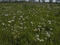 NL, Noord-Brabant, Baarle-Nassau, De Manke Goren 184, Saxifraga-Jan van der Straaten