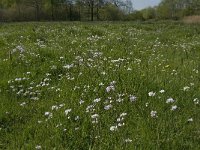 NL, Noord-Brabant, Baarle-Nassau, De Manke Goren 186, Saxifraga-Jan van der Straaten