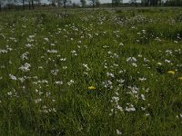 NL, Noord-Brabant, Baarle-Nassau, De Manke Goren 190, Saxifraga-Jan van der Straaten