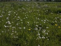 NL, Noord-Brabant, Baarle-Nassau, De Manke Goren 191, Saxifraga-Jan van der Straaten