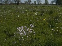 NL, Noord-Brabant, Baarle-Nassau, De Manke Goren 193, Saxifraga-Jan van der Straaten