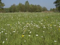 NL, Noord-Brabant, Baarle-Nassau, De Manke Goren 42, Saxifraga-Willem van Kruijsbergen