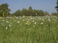 NL, Noord-Brabant, Baarle-Nassau, De Manke Goren 43, Saxifraga-Willem van Kruijsbergen