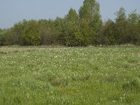 NL, Noord-Brabant, Baarle-Nassau, De Manke Goren 49, Saxifraga-Willem van Kruijsbergen