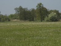 NL, Noord-Brabant, Baarle-Nassau, De Manke Goren 50, Saxifraga-Willem van Kruijsbergen