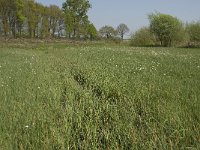 NL, Noord-Brabant, Baarle-Nassau, De Manke Goren 67, Saxifraga-Willem van Kruijsbergen