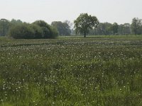 NL, Noord-Brabant, Baarle-Nassau, De Manke Goren 68, Saxifraga-Willem van Kruijsbergen