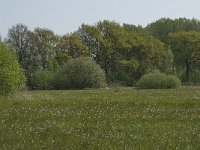 NL, Noord-Brabant, Baarle-Nassau, De Manke Goren 73, Saxifraga-Willem van Kruijsbergen