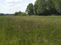 NL, Noord-Brabant, Baarle-Nassau, De Manke Goren 79, Saxifraga-Willem van Kruijsbergen