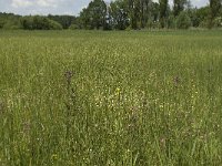 NL, Noord-Brabant, Baarle-Nassau, De Manke Goren 92, Saxifraga-Willem van Kruijsbergen