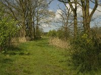 NL, Noord-Brabant, Baarle-Nassau, Halsche Beemden 221, Saxifraga-Marijke Verhagen