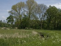 NL, Noord-Brabant, Baarle-Nassau, Halsche Beemden 237, Saxifraga-Jan van der Straaten