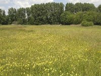 NL, Noord-Brabant, Baarle-Nassau, Halsche Beemden 41, Saxifraga-Willem van Kruijsbergen