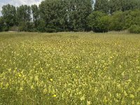 NL, Noord-Brabant, Baarle-Nassau, Halsche Beemden 42, Saxifraga-Willem van Kruijsbergen