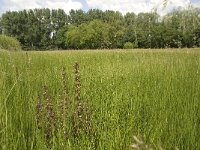 NL, Noord-Brabant, Baarle-Nassau, Halsche Beemden 43, Saxifraga-Willem van Kruijsbergen