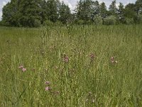 NL, Noord-Brabant, Baarle-Nassau, Halsche Beemden 45, Saxifraga-Willem van Kruijsbergen