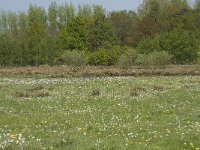 NL, Noord-Brabant, Baarle-Nassau, Halsche Beemden 50, Saxifraga-Willem van Kruijsbergen