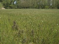 NL, Noord-Brabant, Baarle-Nassau, Halsche Beemden 92, Saxifraga-Willem van Kruijsbergen