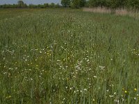 NL, Noord-Brabant, Baarle-Nassau, Raijkens Schoor 4, Saxifraga-Jan van der Straaten