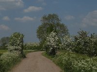 NL, Noord-Brabant, Boxmeer, De Maasheggen 1, Saxifraga-Jan van der Straaten