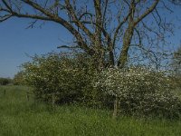 NL, Noord-Brabant, Boxmeer, Zoetepasweiden 12, Saxifraga-Jan van der Straaten