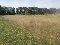 NL, Noord-Brabant, Goirle, Landgoed De Hoevens 107, Saxifraga-Willem van Kruijsbergen