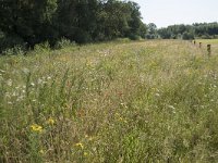 NL, Noord-Brabant, Goirle, Landgoed De Hoevens 59, Saxifraga-Willem van Kruijsbergen